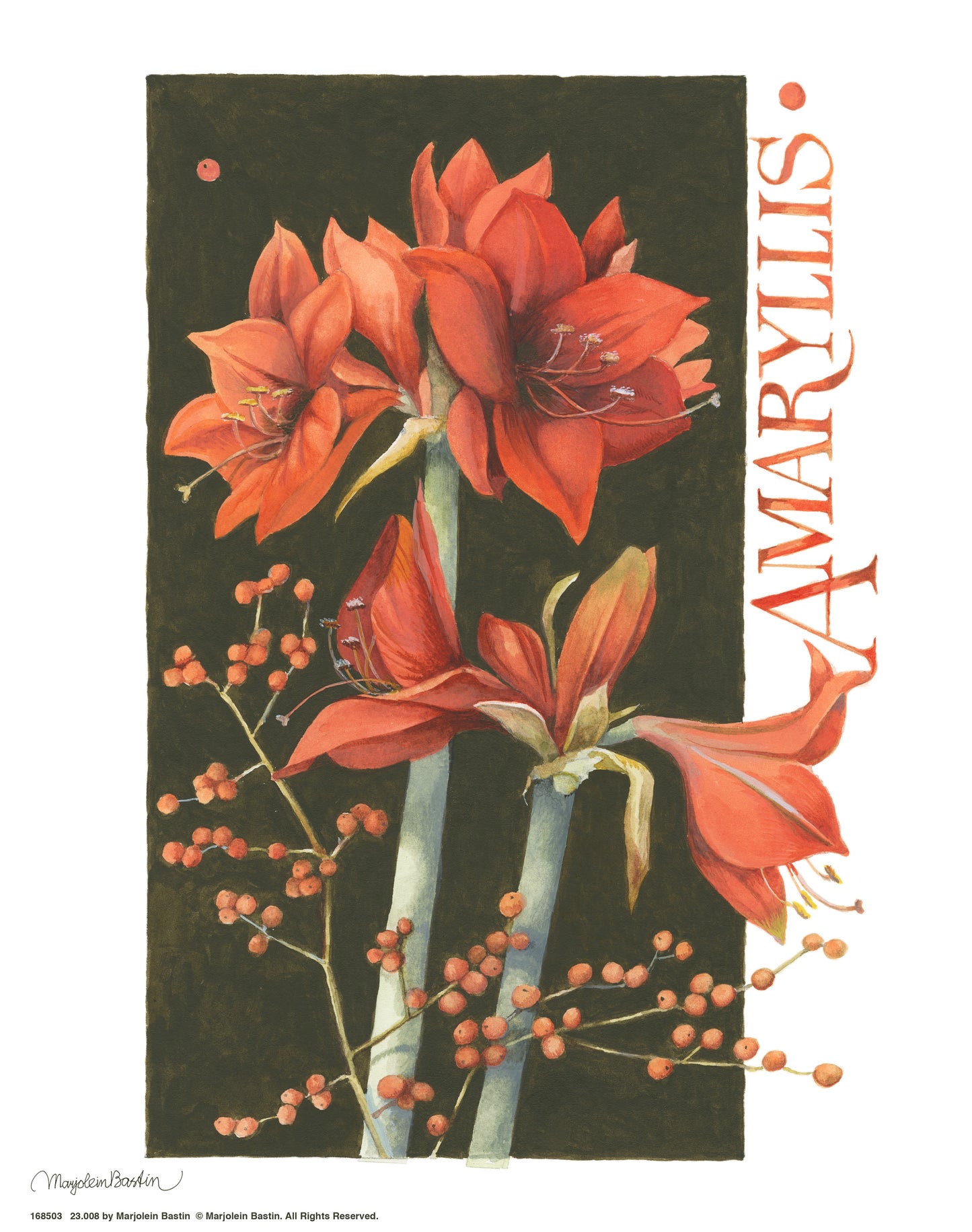 Amaryllis_Art Prints