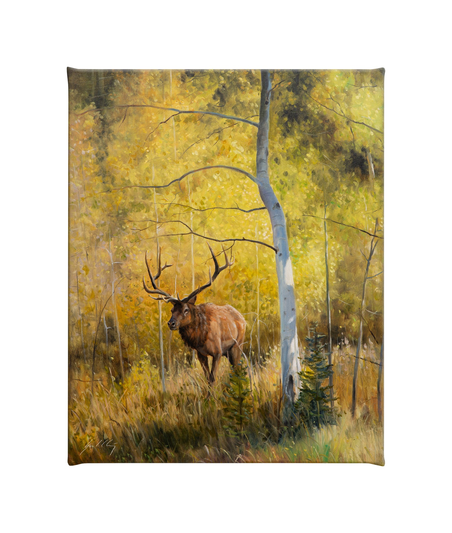 Under the Aspens - 20.5" x 16" Gallery Wrapped Canvas
