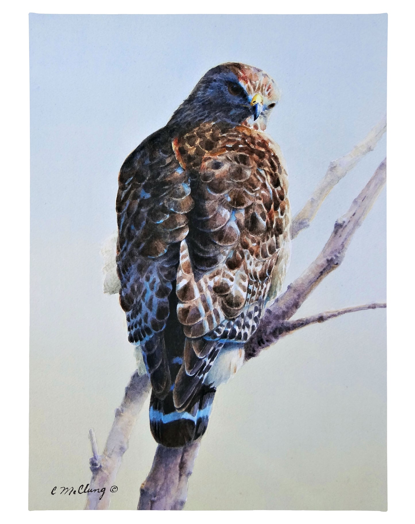 Red Shouldered Raptor - 18" x 13" Gallery Wrapped Canvas