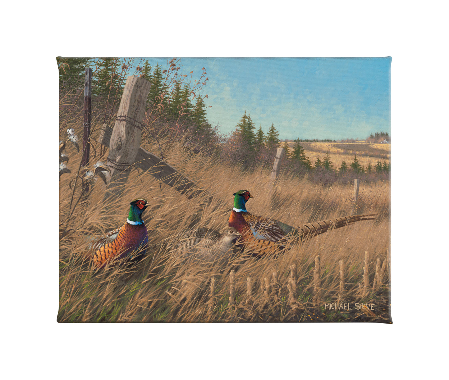 Shelterbelt - Pheasants - 16" x 20.5" Gallery Wrapped Canvas
