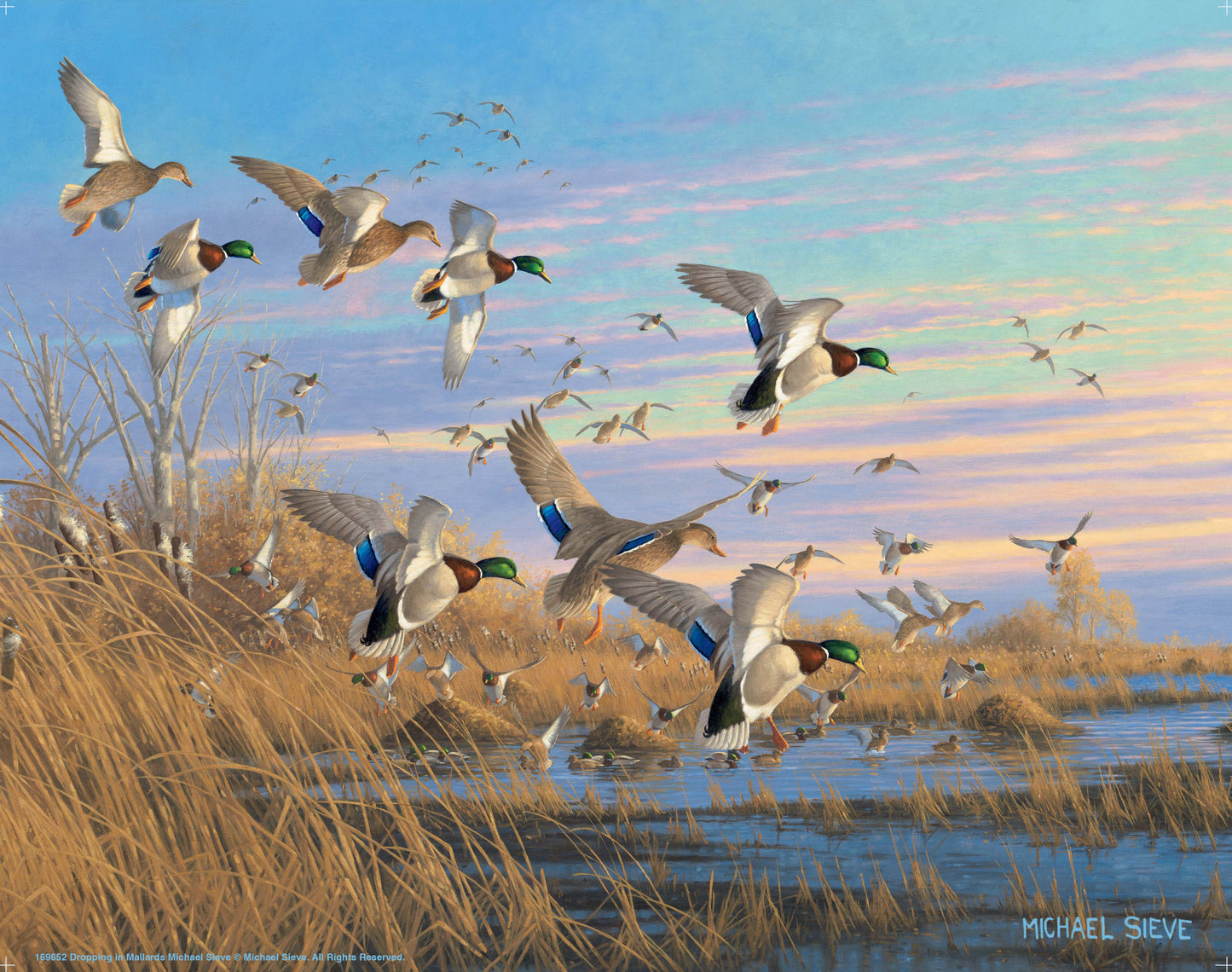 Dropping In - Mallards - Art Prints