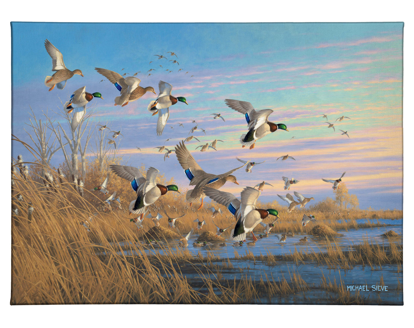 Dropping In - Mallards - 13" x 18" Gallery Wrapped Canvas