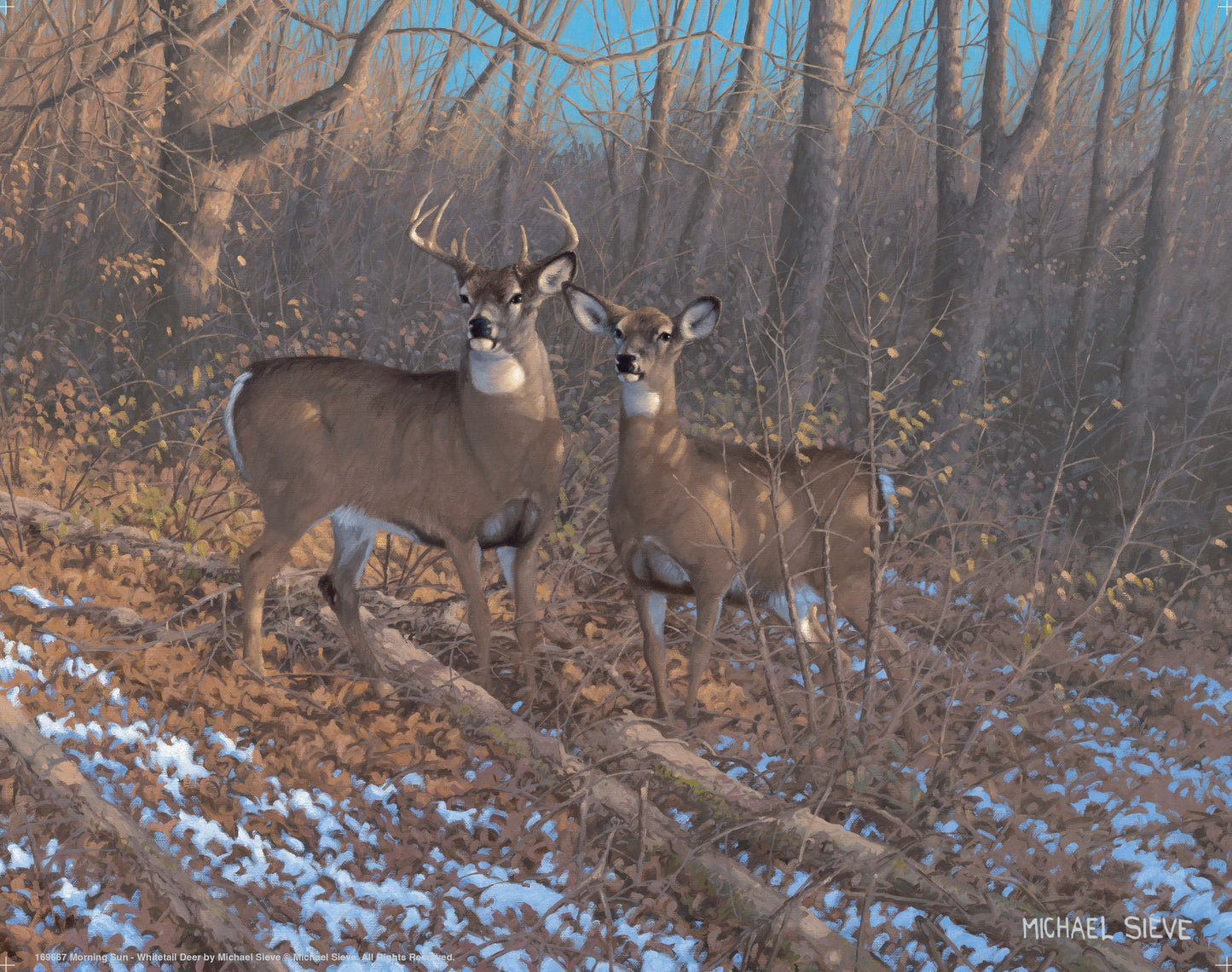 Morning Sun - Whitetail Deer - Art Prints