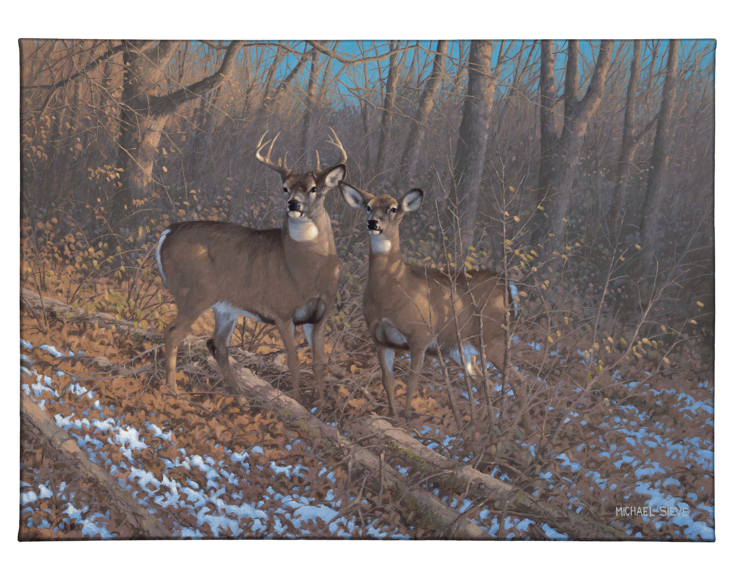 Morning Sun - Whitetail Deer - 13" x 18" Gallery Wrapped Canvas
