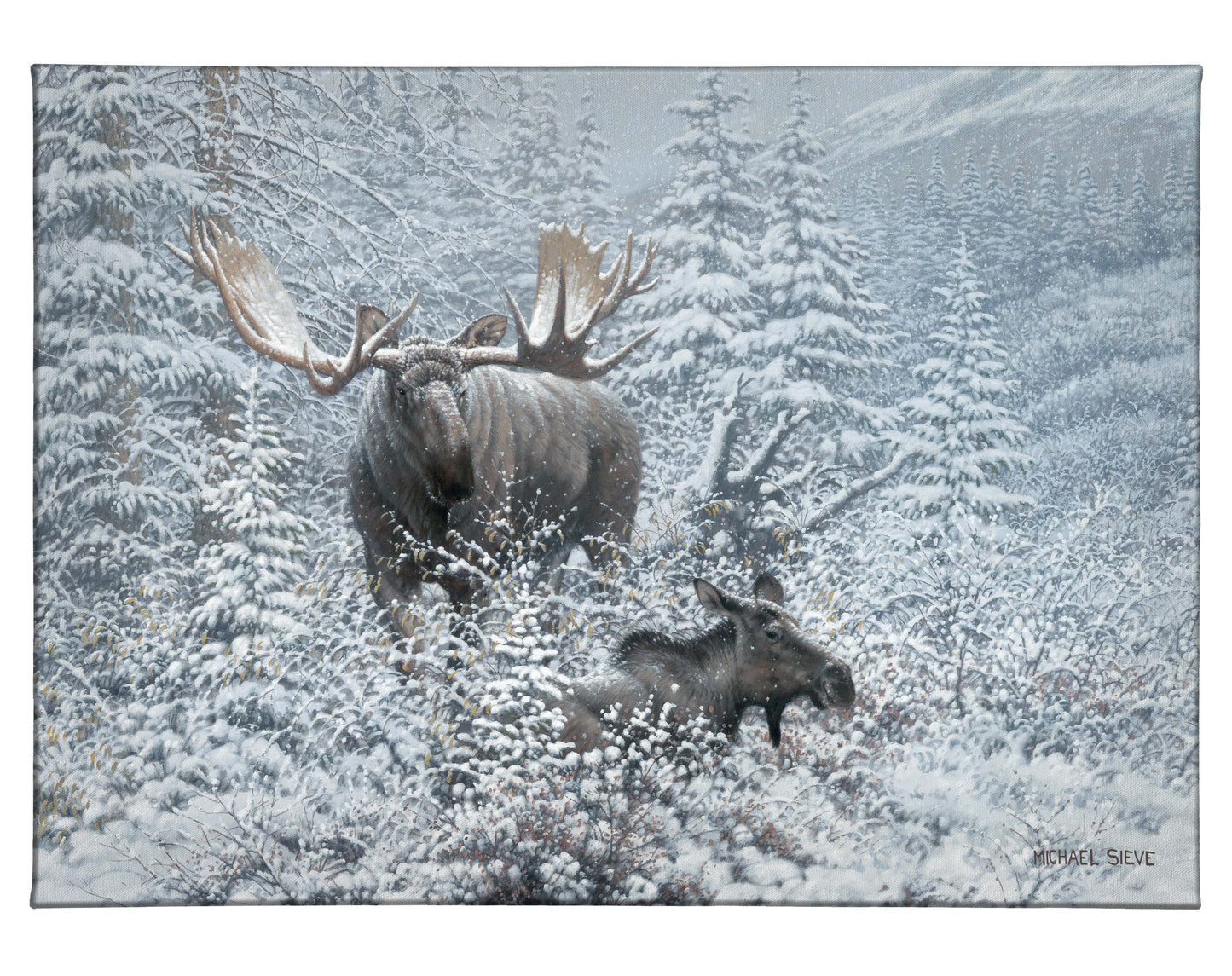 Patient Suitor - Moose - 13" x 18" Gallery Wrapped Canvas