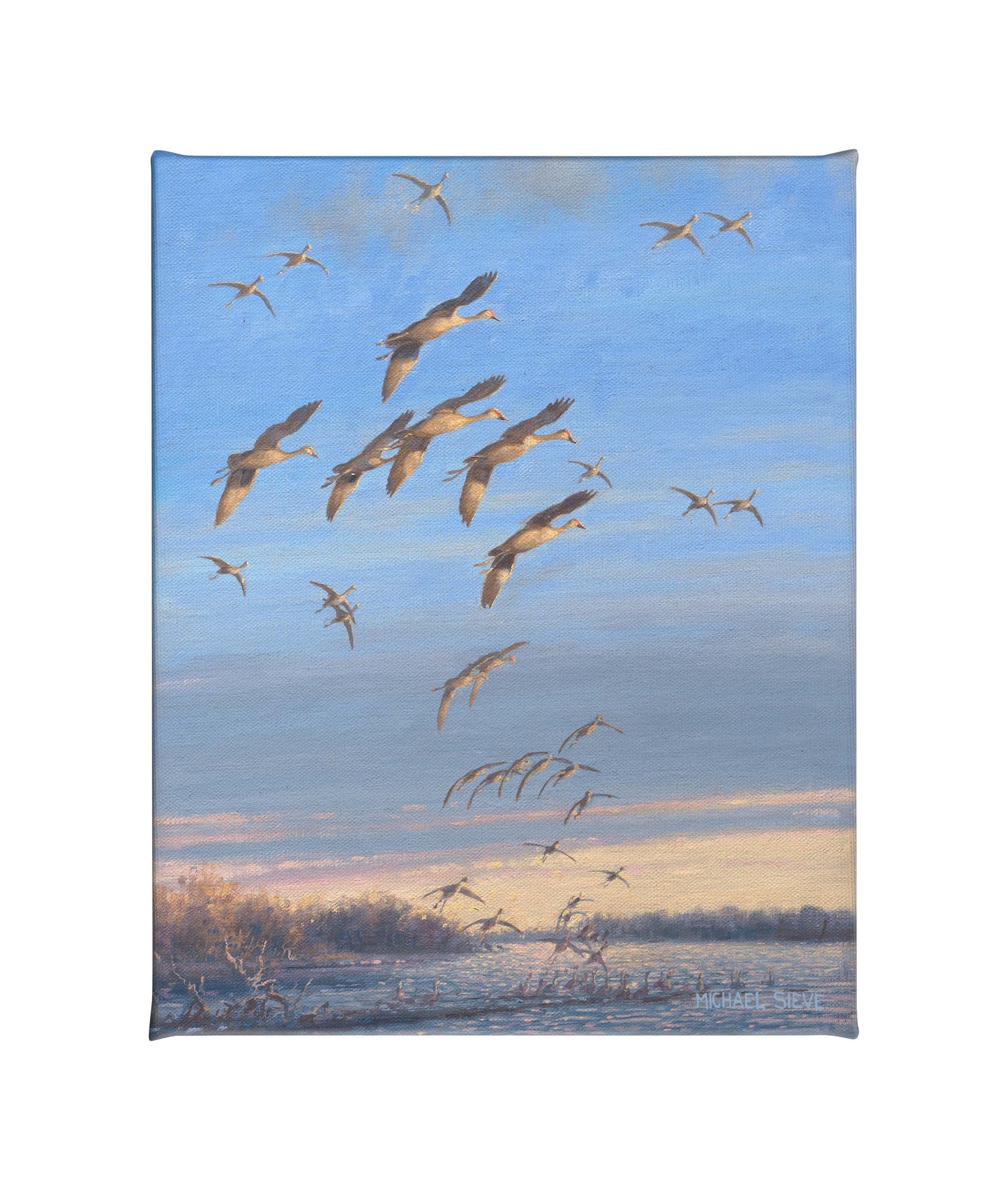 Sandhill Crane Study - 16" x 20.5" Gallery Wrapped Canvas
