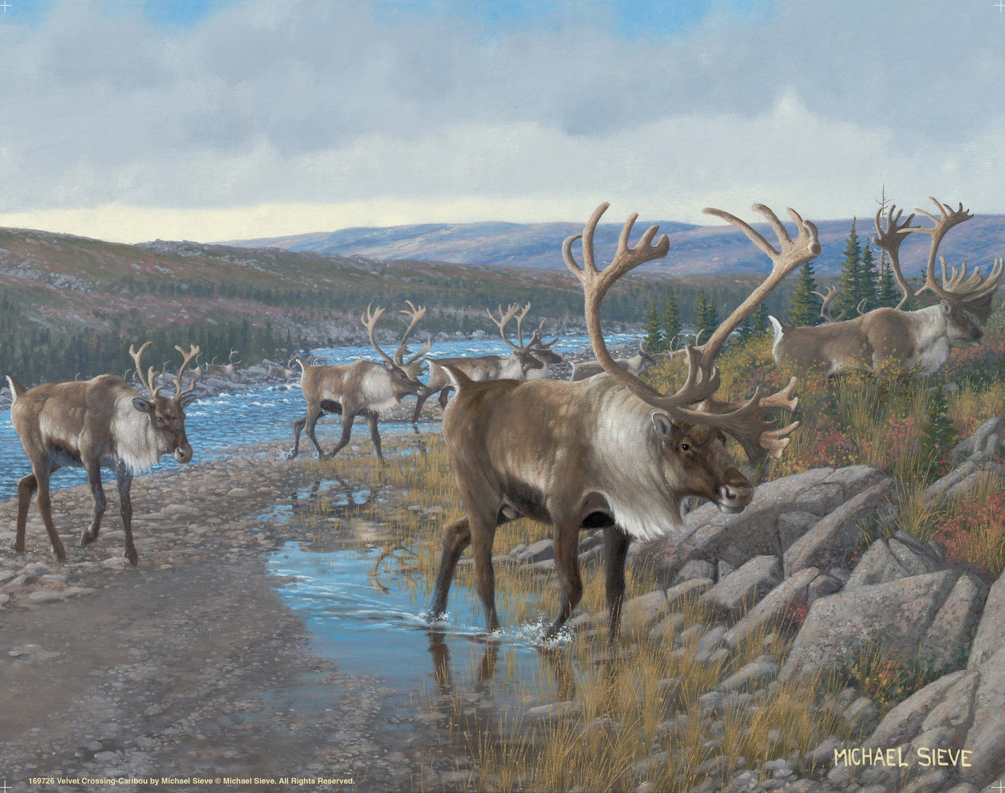 Velvet Crossing - Caribou - Art Prints