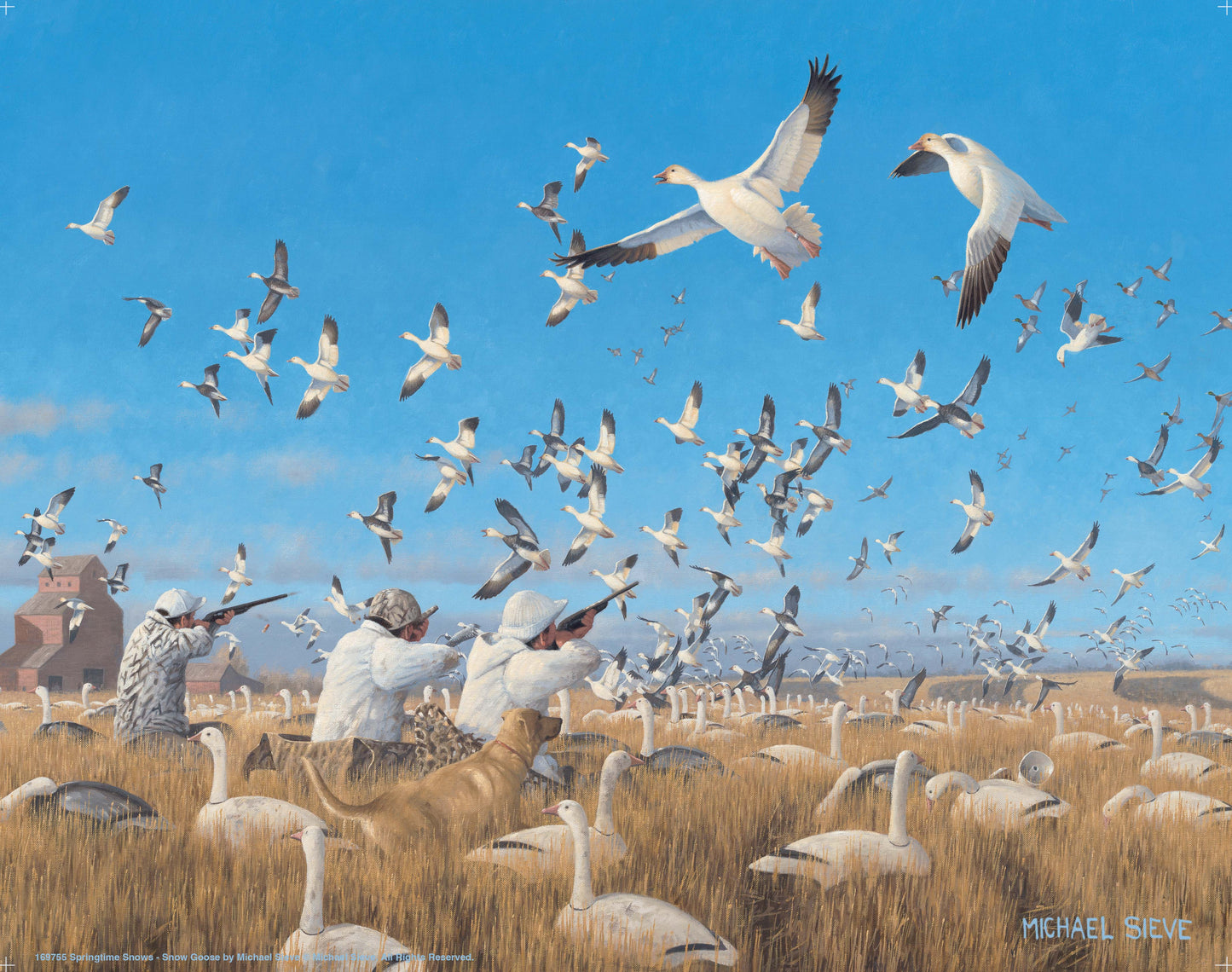 Springtime Snows - Snow Goose Hunters - Art Prints