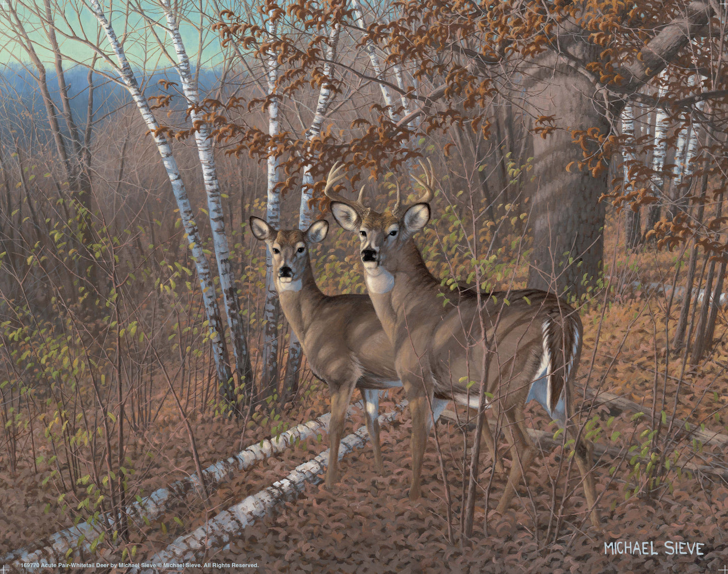 Acute Pair Whitetail Deer - Art Prints