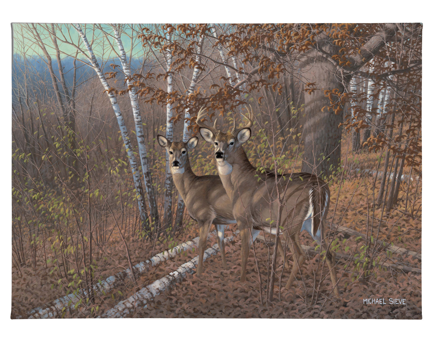 Acute Pair Whitetail Deer - 13" x 18" Gallery Wrapped Canvas