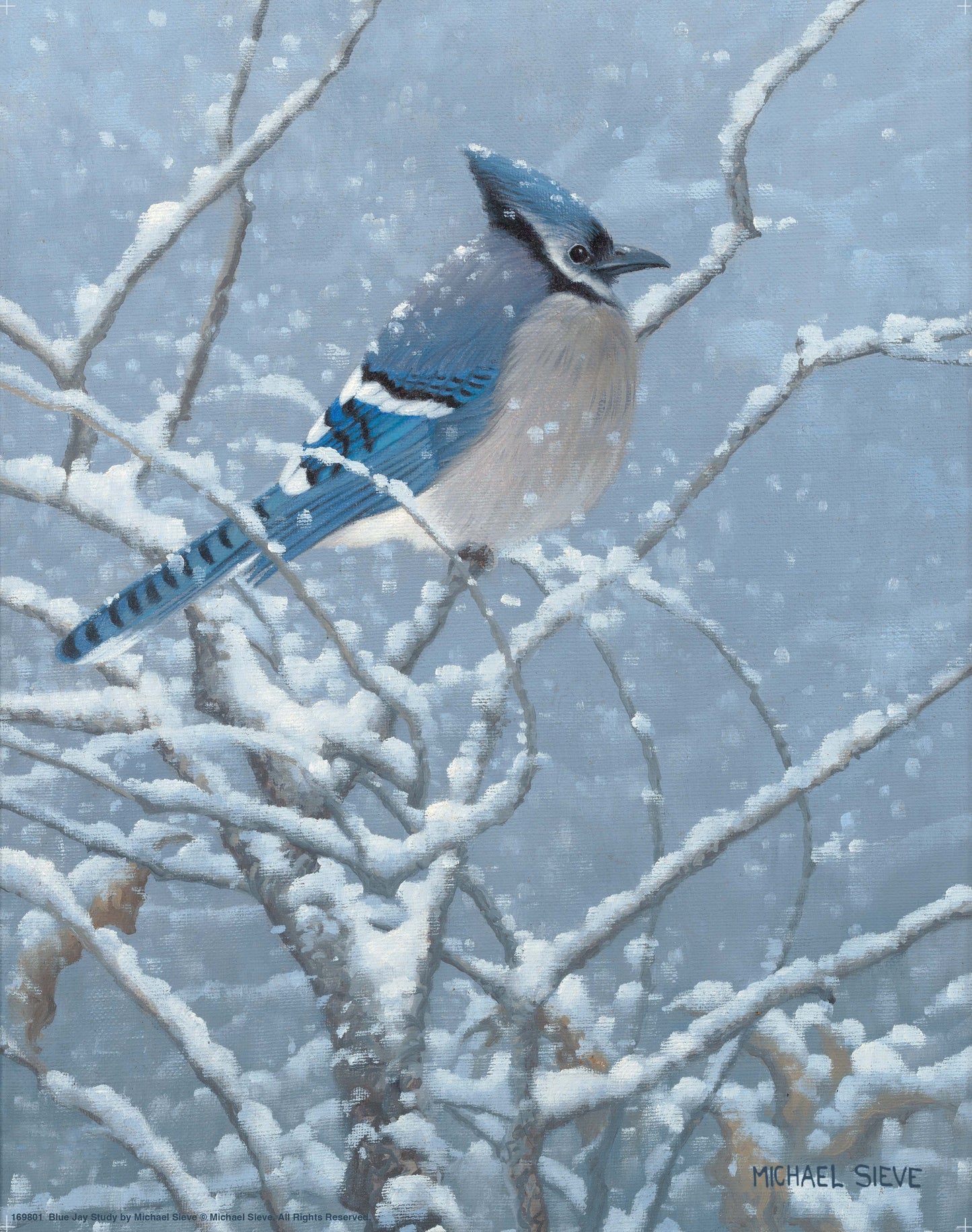 Blue Jay Study - Art Prints