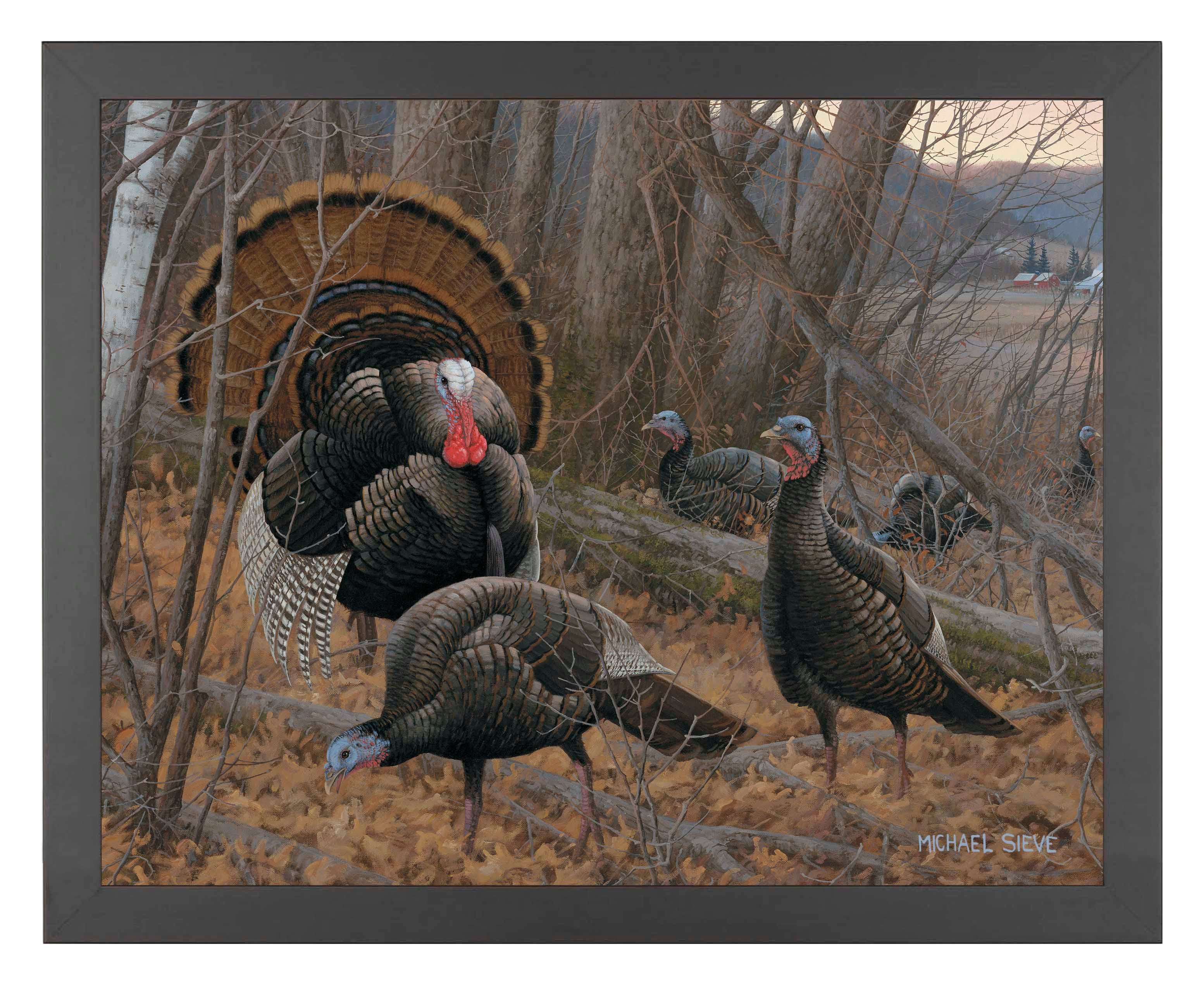 Chisholm Turkey - Art Prints Art Prints from Wild Wings