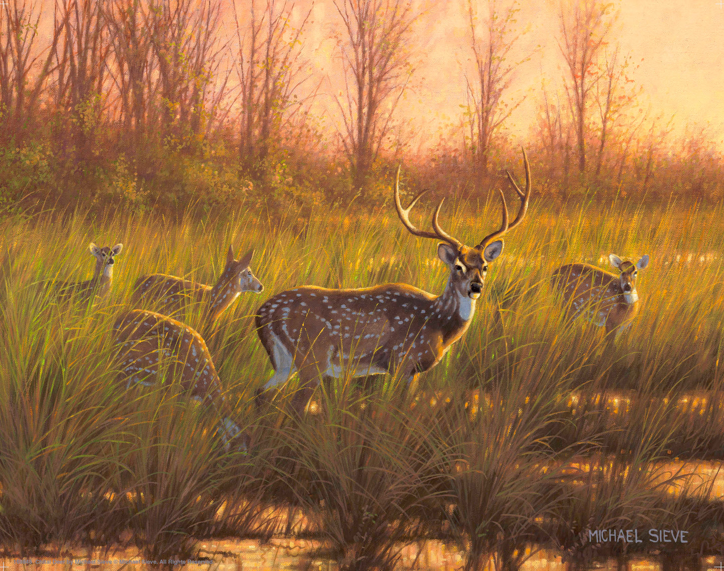 Chital Deer - Art Prints