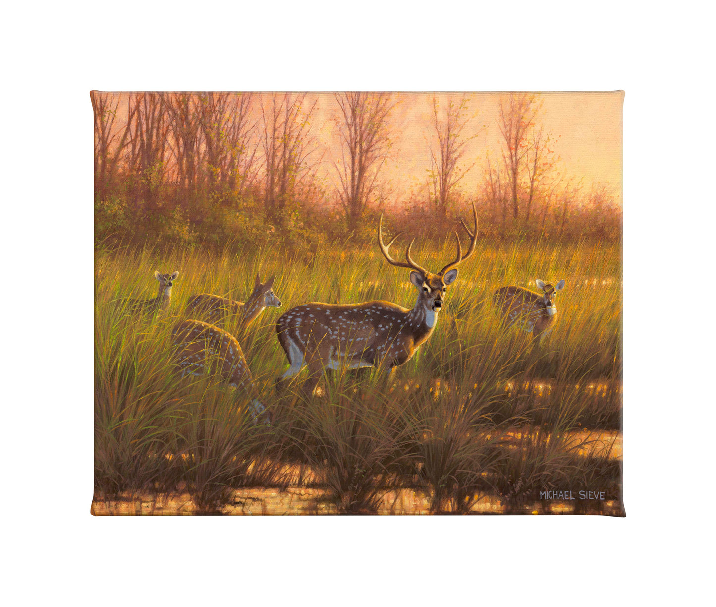 Chital Deer - 24" x 19" Gallery Wrapped Canvas