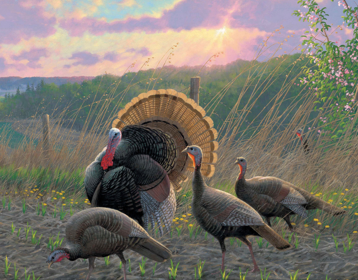 Golden Fan Club Turkeys - Art Prints