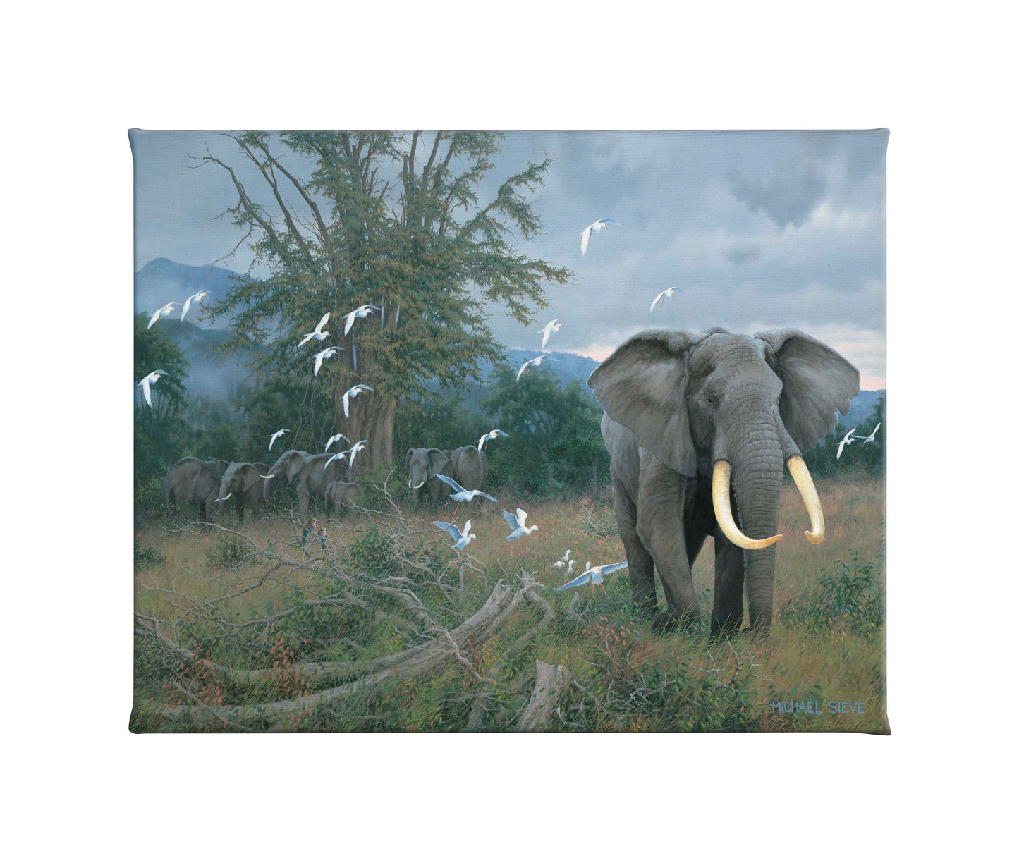 Highland Bull & Egrets - 24" x 19" Gallery Wrapped Canvas