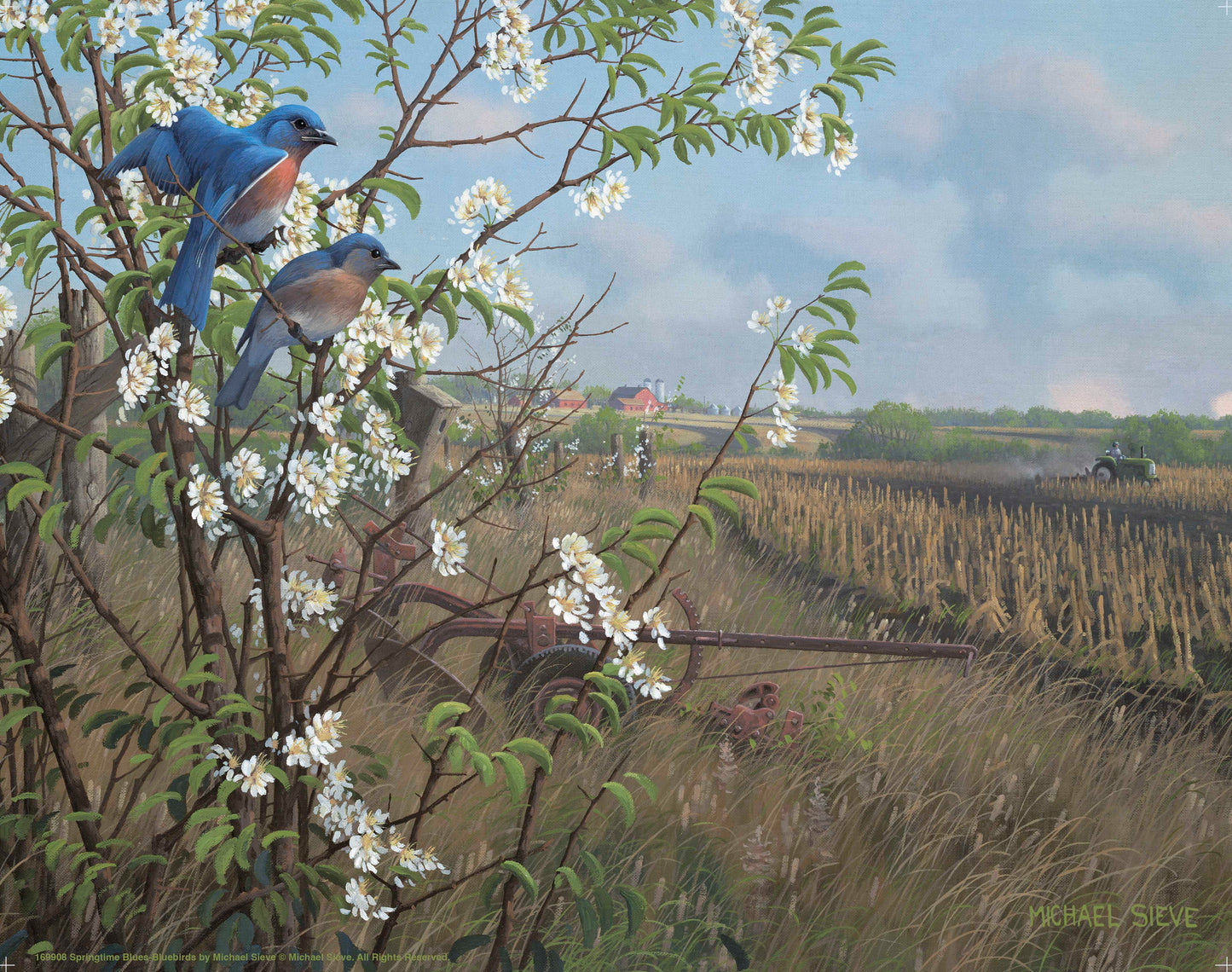 Springtime Blues - Bluebirds - Art Prints