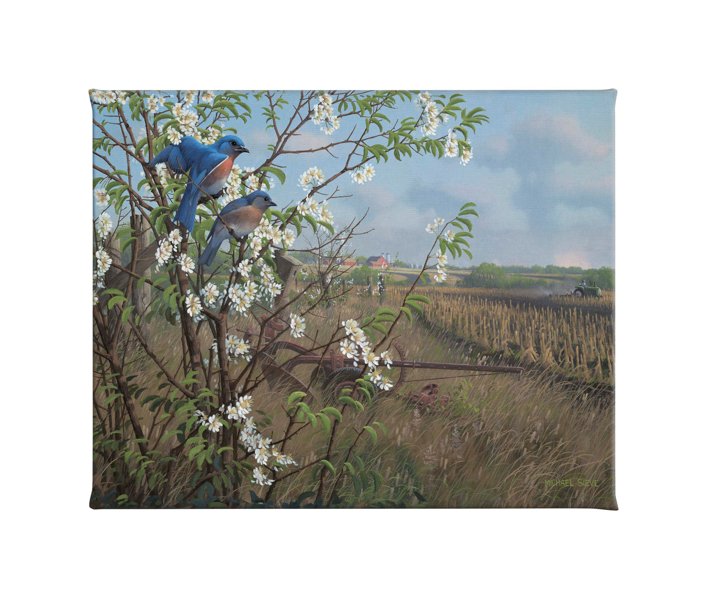 Springtime Blues - Bluebirds - 16" x 20.5" Gallery Wrapped Canvas
