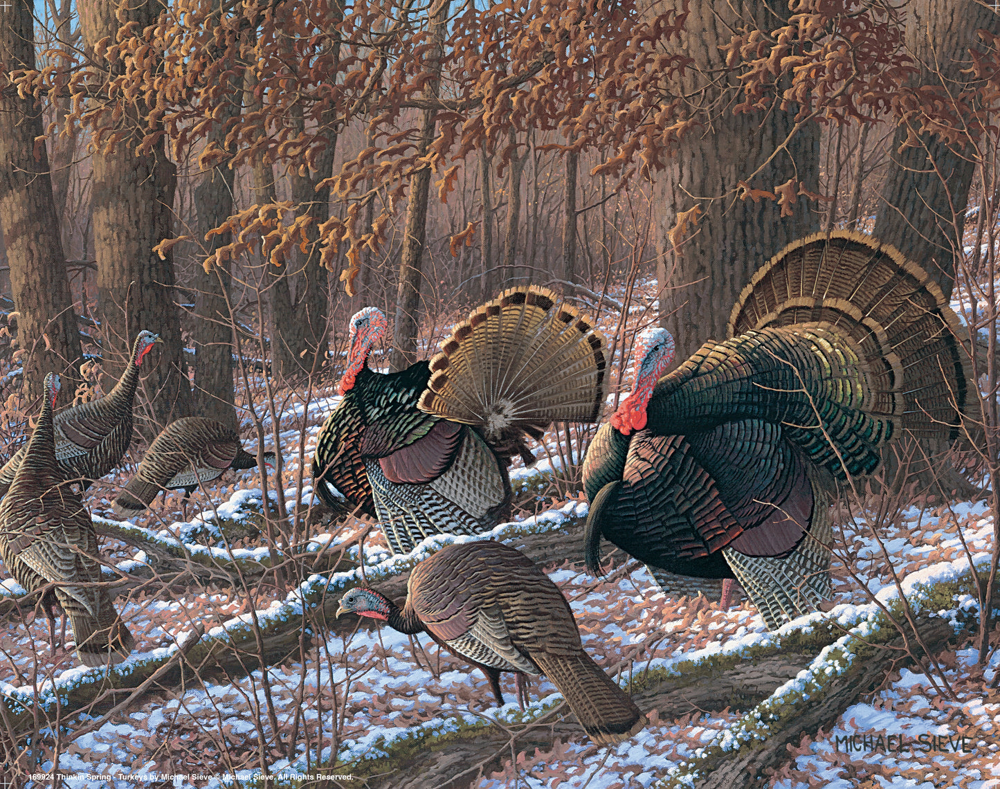 Thinkin Spring - Turkeys - Art Prints