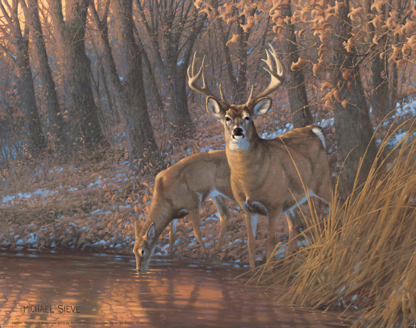 Woodland Water Hole White Tail Deer - Art Prints