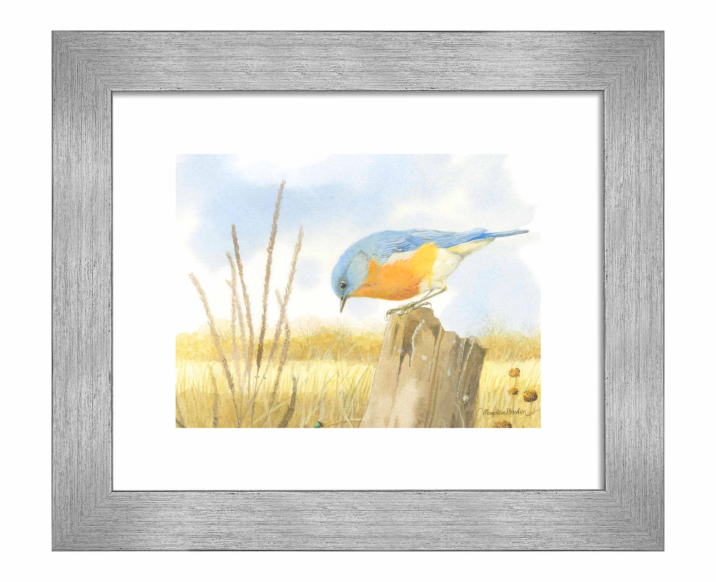 Scouring Around - Art Prints