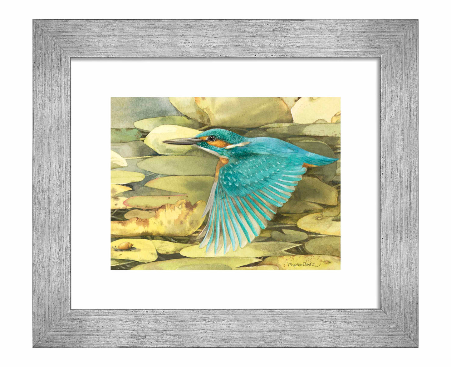 Kingfisher in Flight - Art Prints
