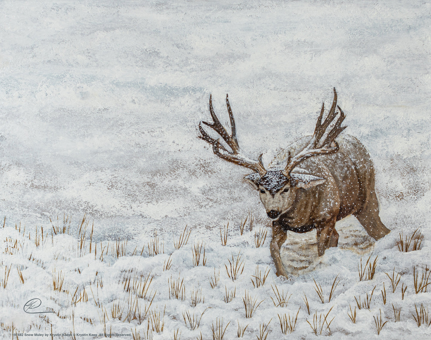 Snow Muley - Art Prints