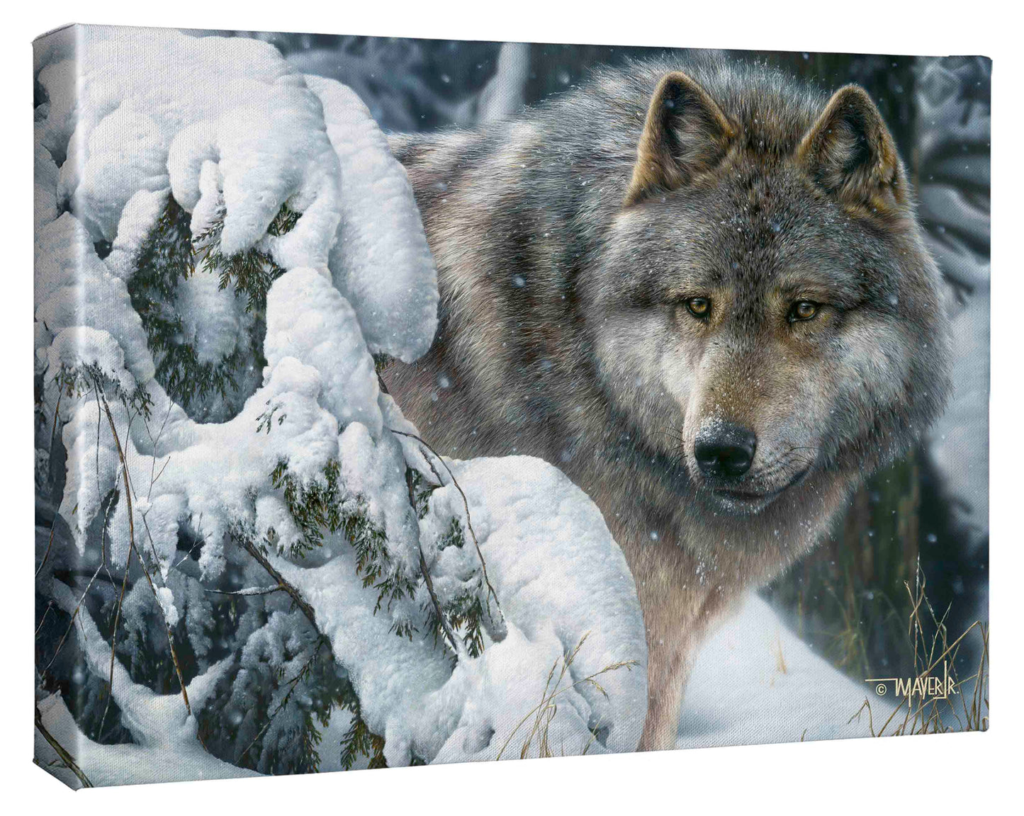 Master of the North - 13" x 18" Gallery Wrapped Canvas