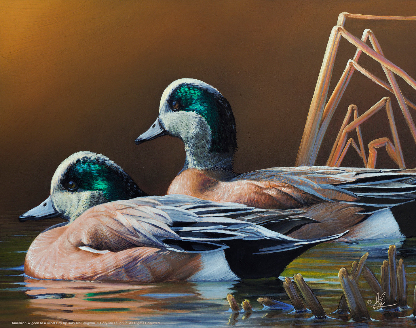 American Wigeon - Art Prints