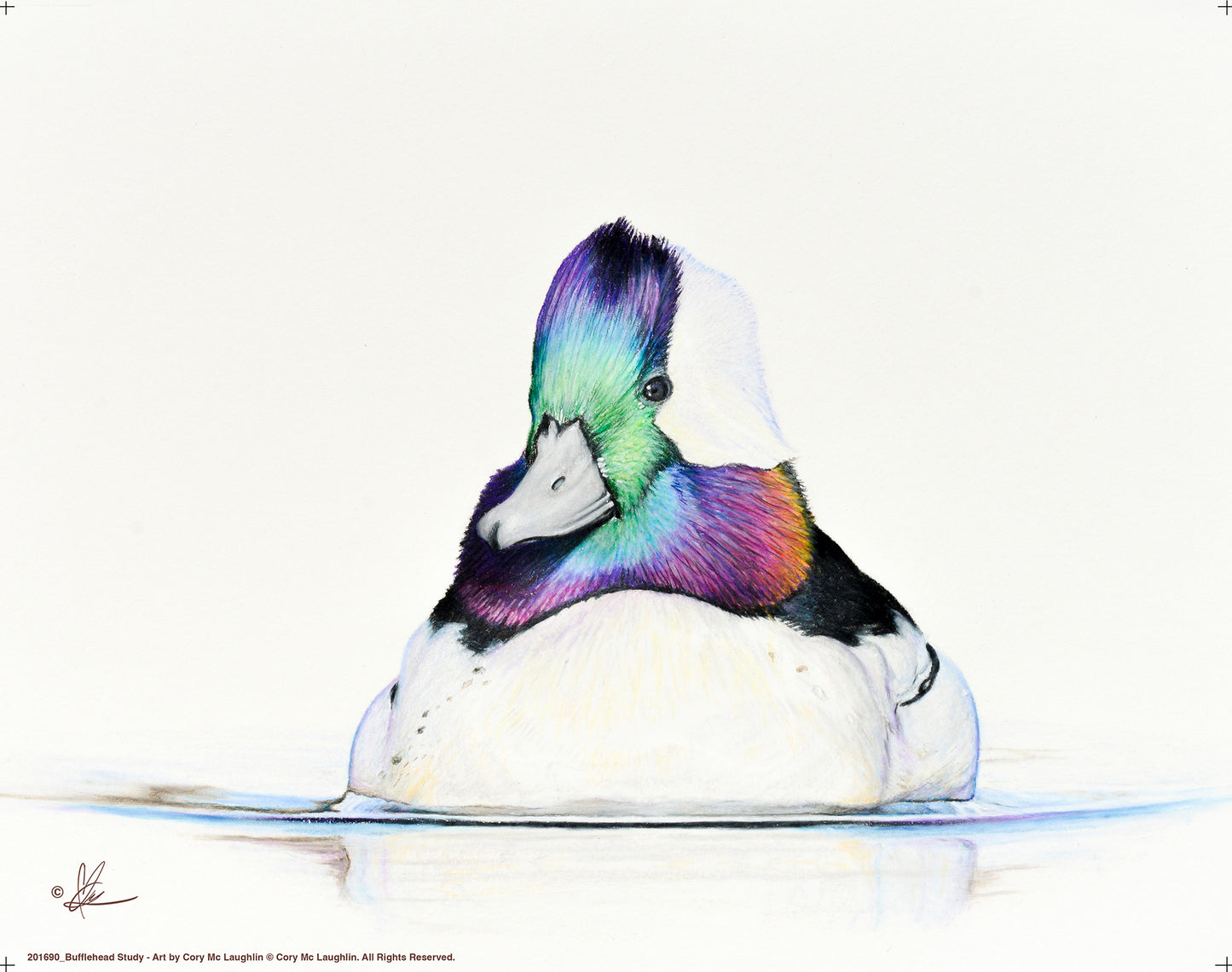 Bufflehead Study - Art Prints