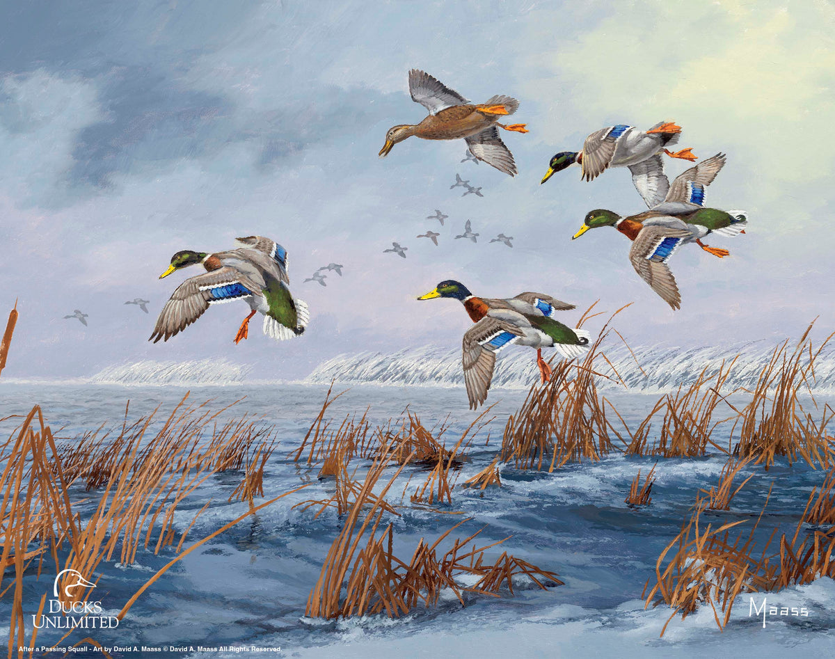 After a Passing Squall Art Prints - Official Ducks Unlimited Art