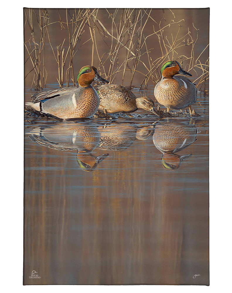 Amber Waters Gallery Wrapped Canvas - Official Ducks Unlimited Art