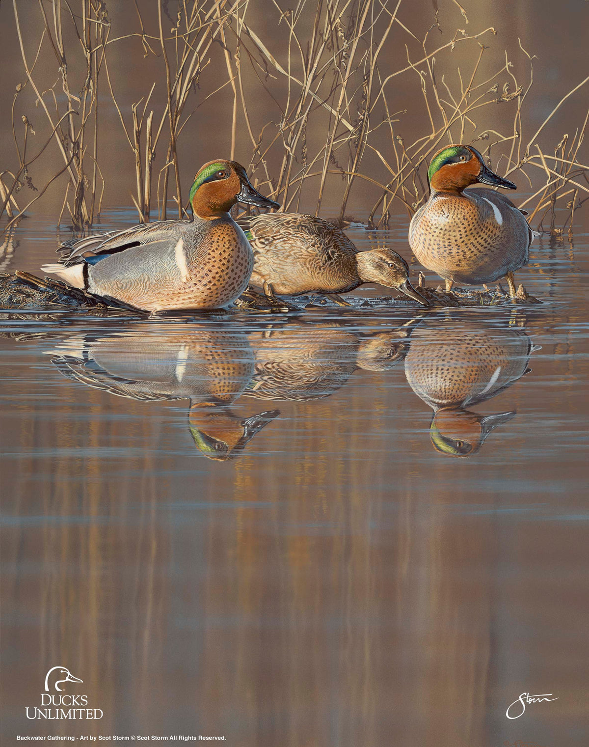 Amber Waters Art Prints - Official Ducks Unlimited Art