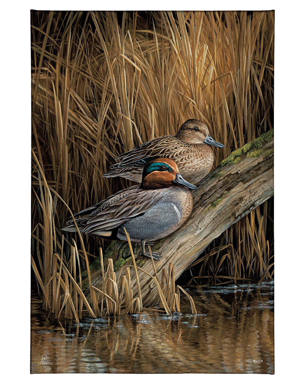Backwaters - Green Winged Teal Gallery Wrapped Canvas - Official Ducks Unlimited Art