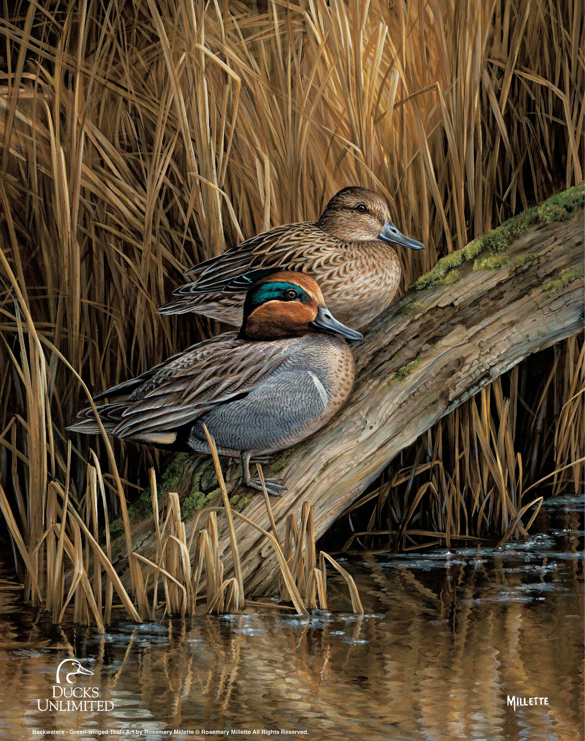 Backwaters - Green Winged Teal Art Prints - Official Ducks Unlimited Art