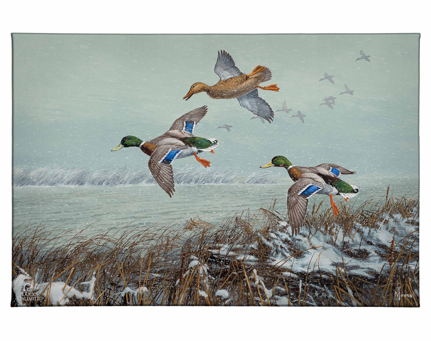 Finding Open Water - Mallards Gallery Wrapped Canvas - Official Ducks Unlimited Art