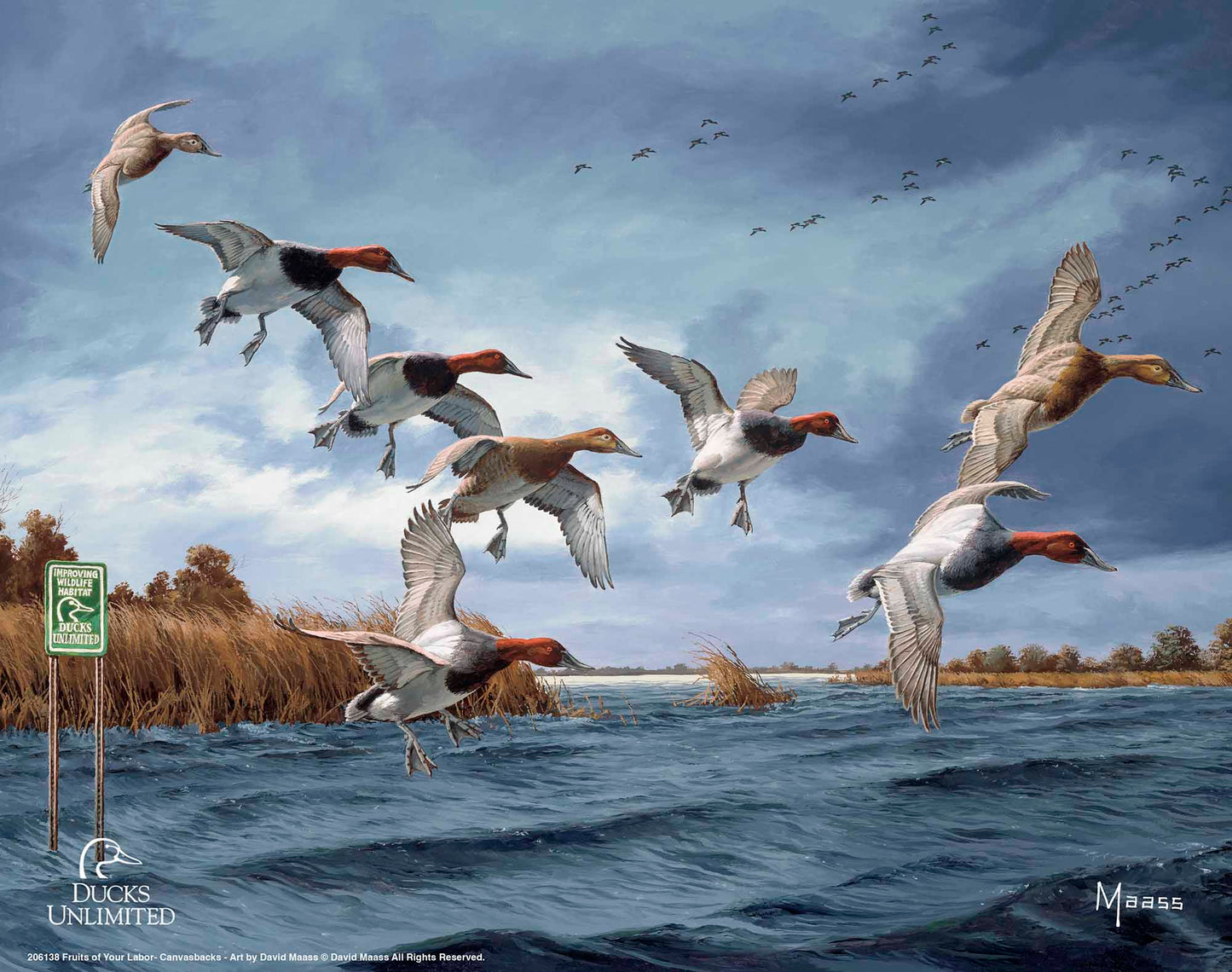 Fruits of Your Labor Canvasbacks Art Prints - Official Ducks Unlimited Art