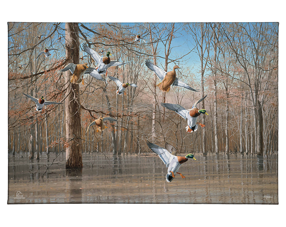 Green Timber Gallery Wrapped Canvas - Official Ducks Unlimited Art
