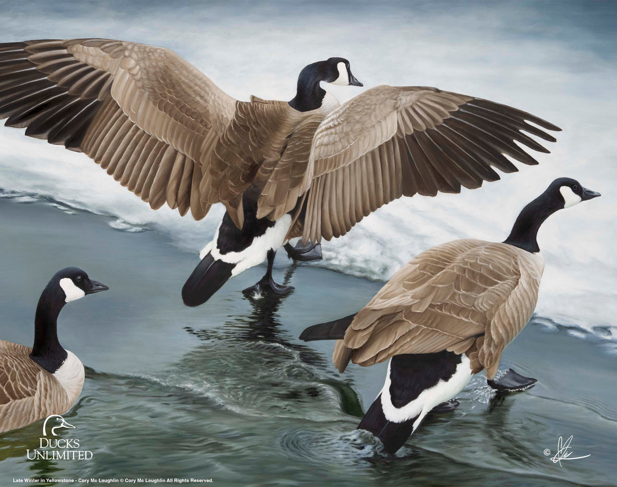 Later Winter in Yellowstone - Art Prints - Official Ducks Unlimited Art