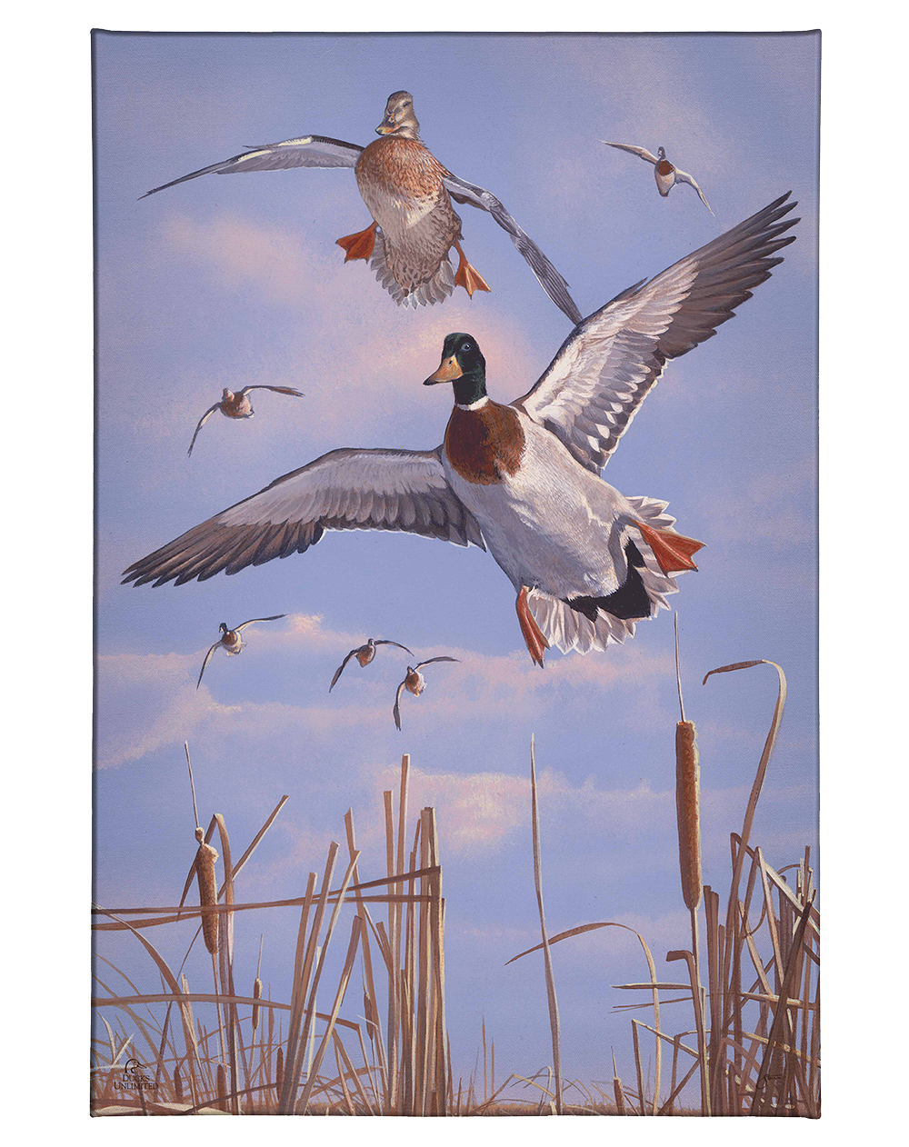 Mallards 'n' Cattails Gallery Wrapped Canvas - Official Ducks Unlimited Art