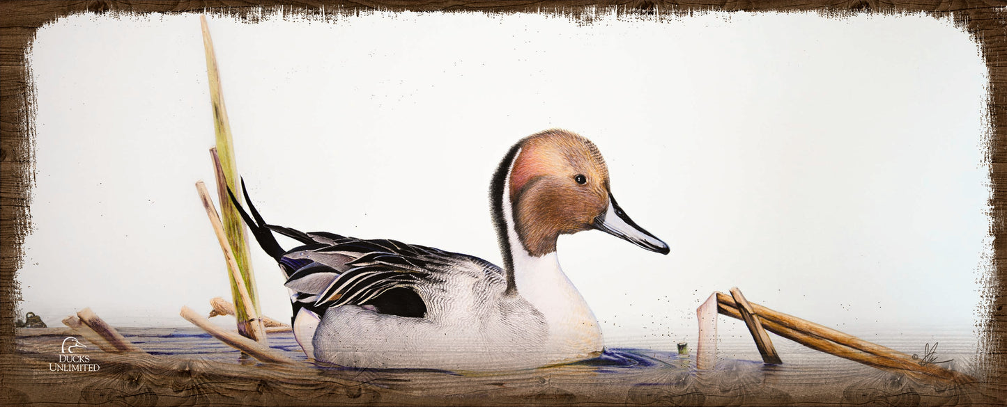 Pintail 12" x 30" Wood Sign - Official Ducks Unlimited Art