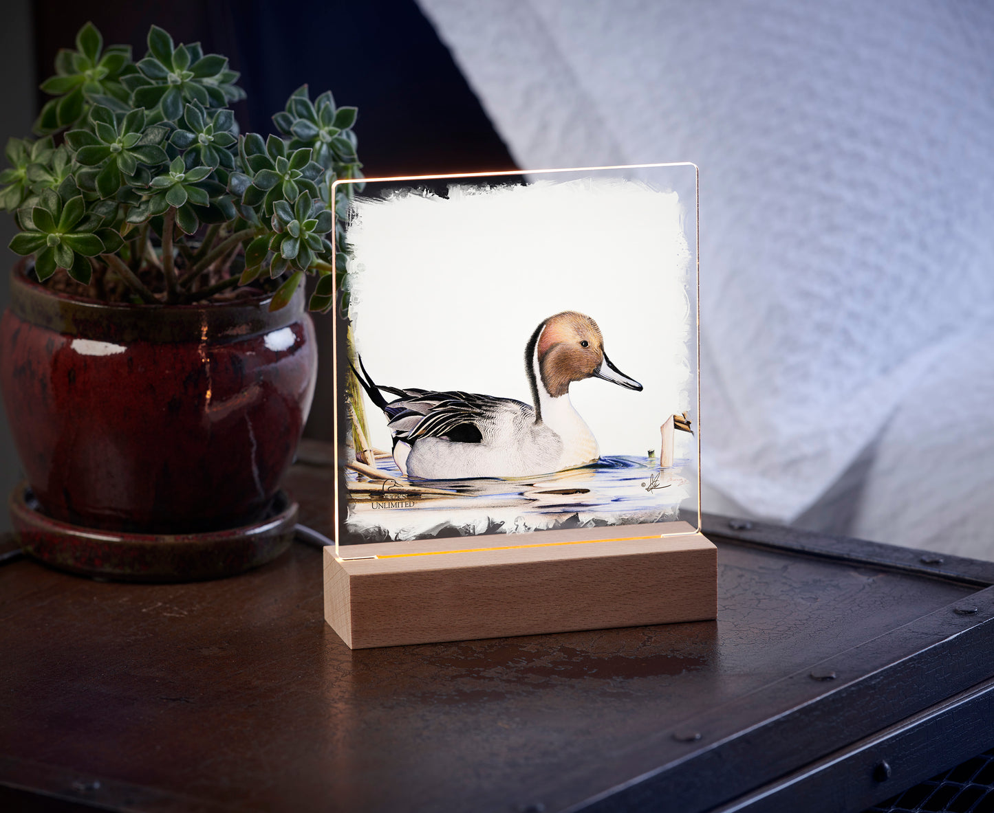 Pintail Acrylic Night Light - Official Ducks Unlimited Art