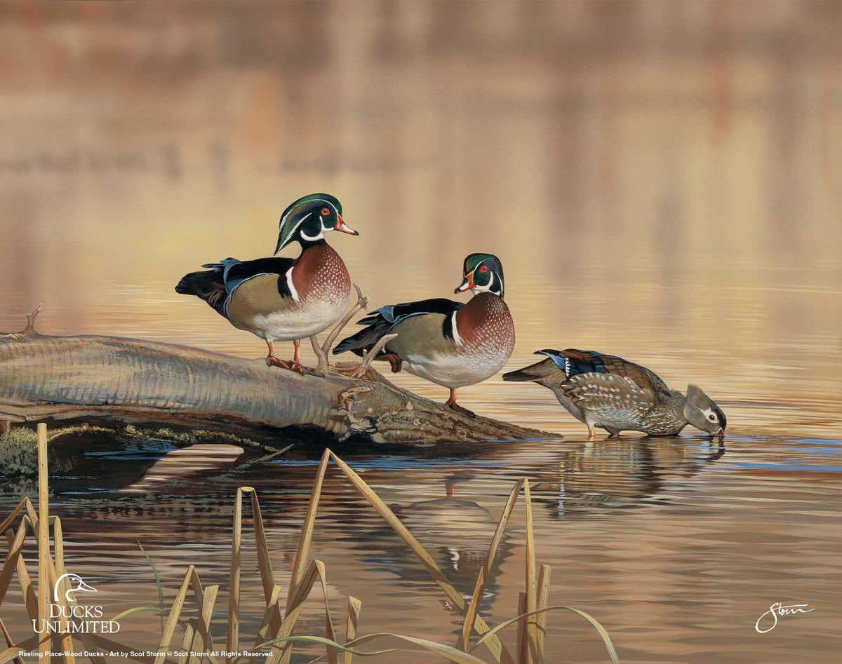 Resting Place - Wood Ducks Art Prints - Official Ducks Unlimited Art