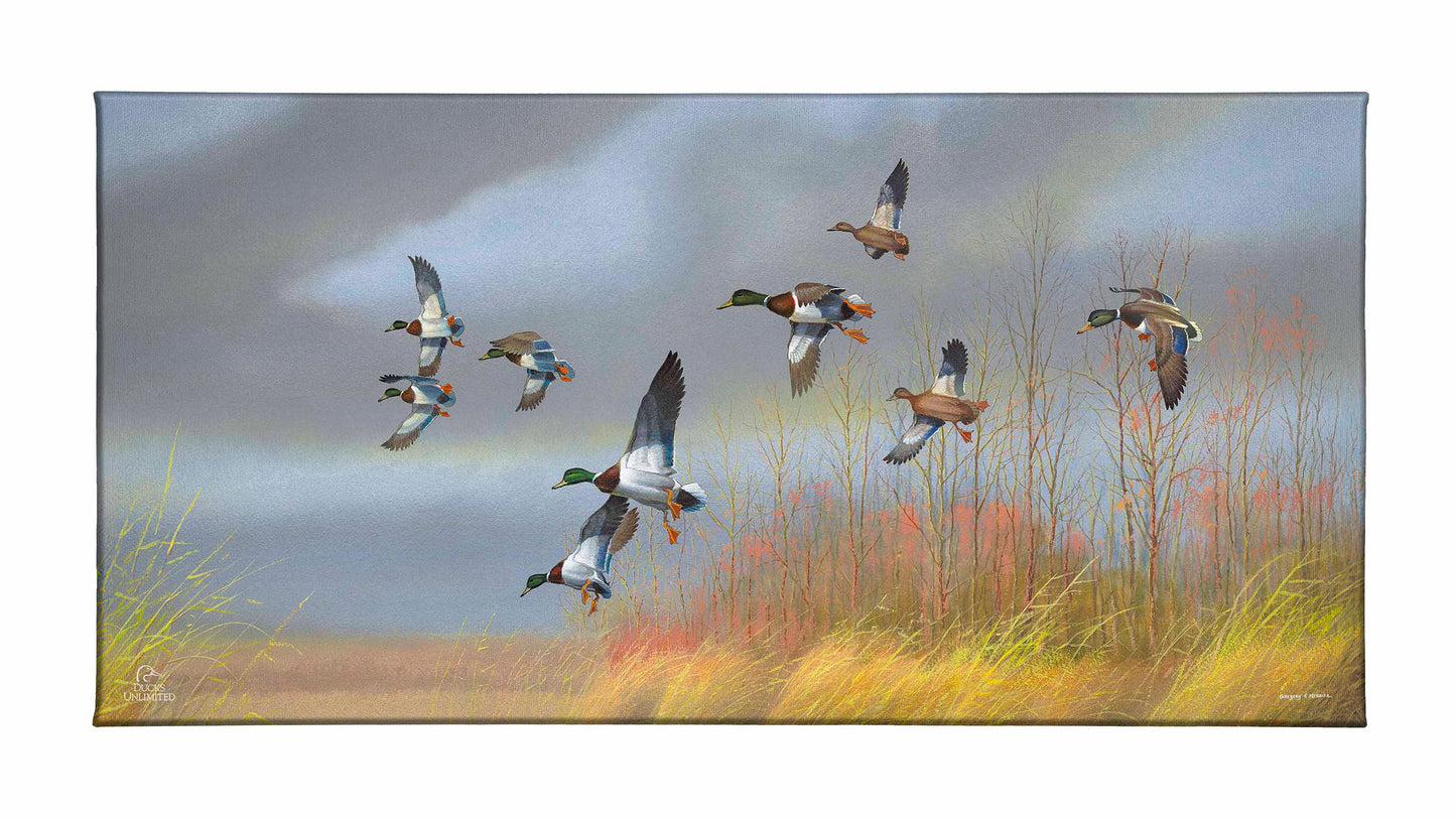 Returning Home Mallards Gallery Wrapped Canvas - Official Ducks Unlimited Art
