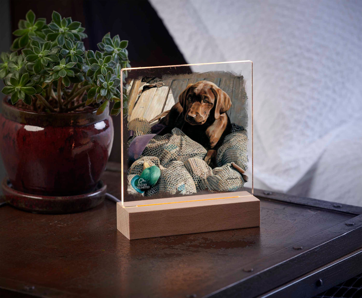 Rookie - Chocolate Lab 6.37" x 6" Acrylic Night Light - Official Ducks Unlimited Art