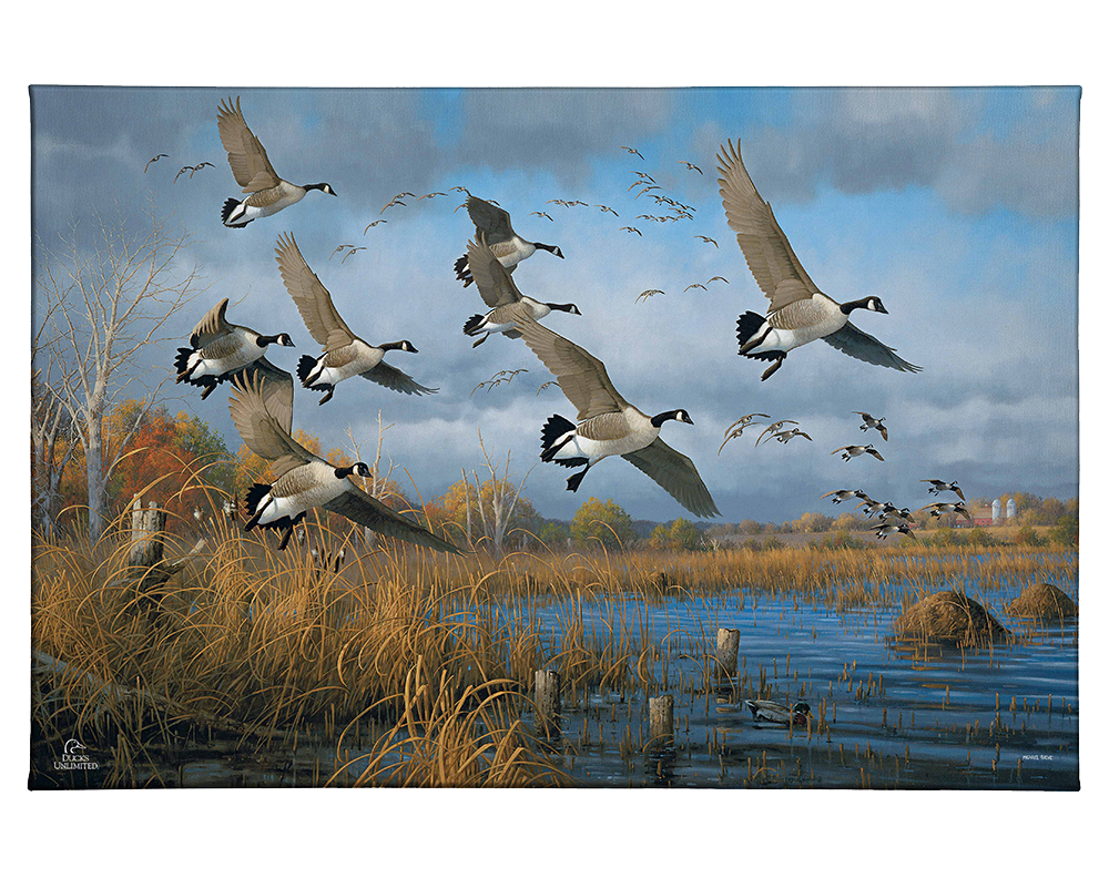 Sunset Refuge Canada Geese Gallery Wrapped Canvas - Official Ducks Unlimited Art