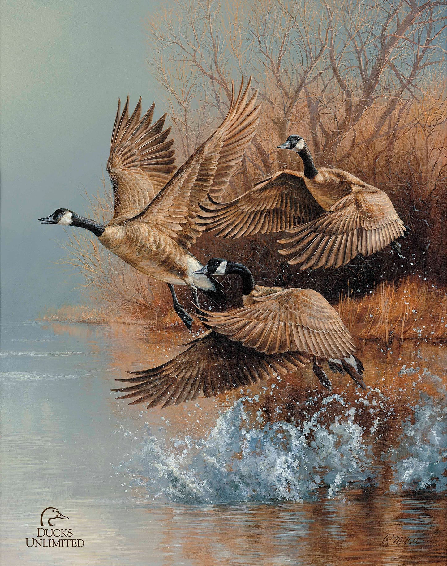 Taking Flight Canada Geese Art Prints - Official Ducks Unlimited Art