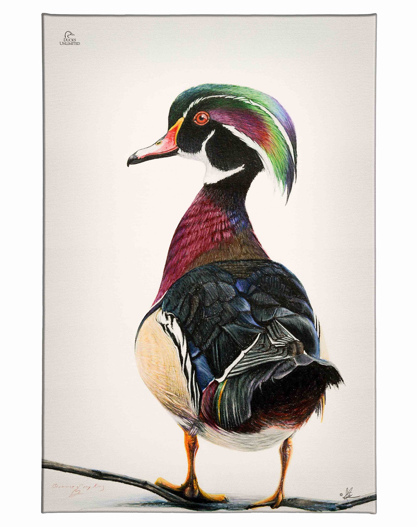 Woody Gallery Wrapped Canvas - Official Ducks Unlimited Art