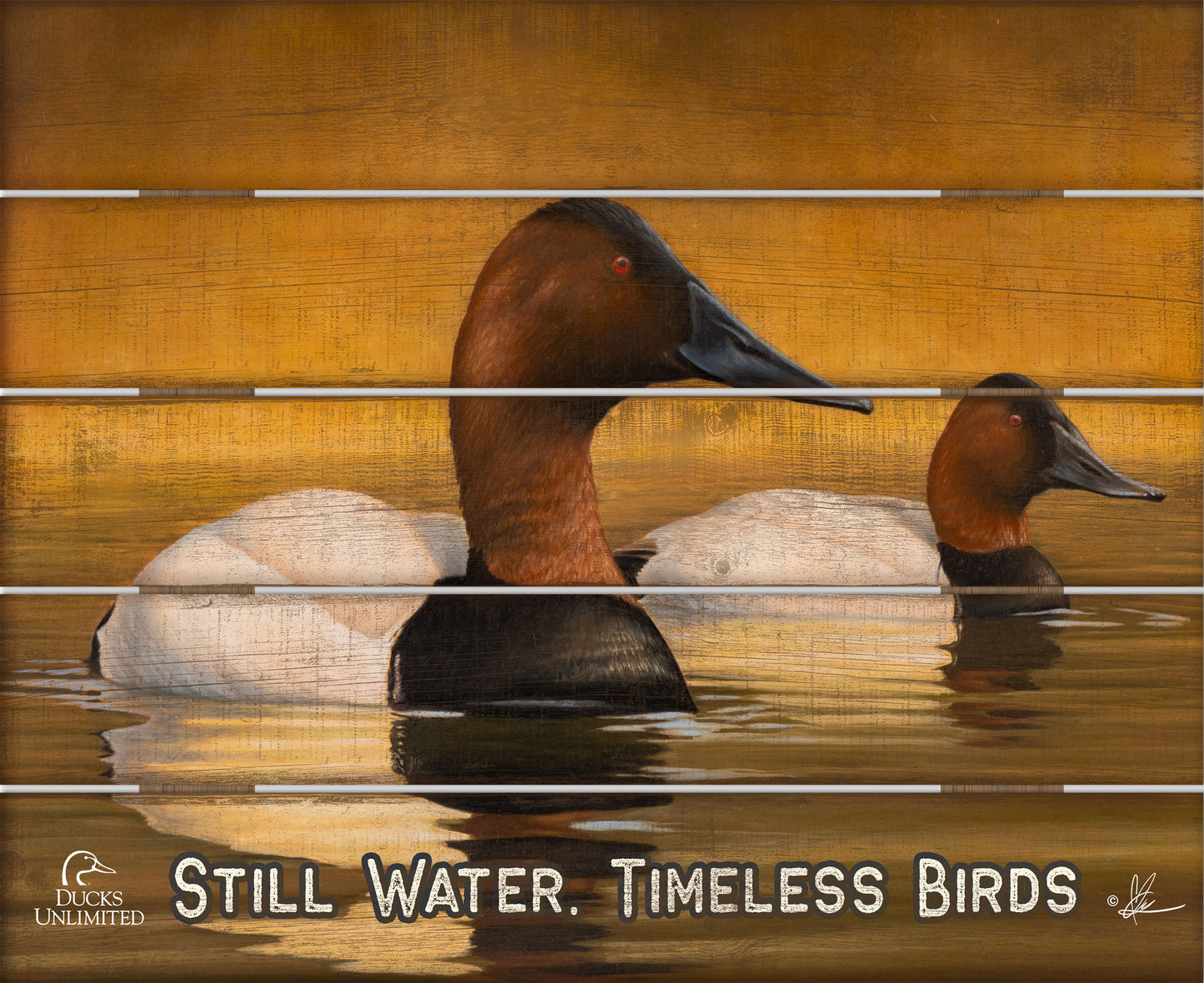 Canvas Back "Still Water. Timeless Birds." 18" x 22" Pallet Wall Art - Official Ducks Unlimited Art