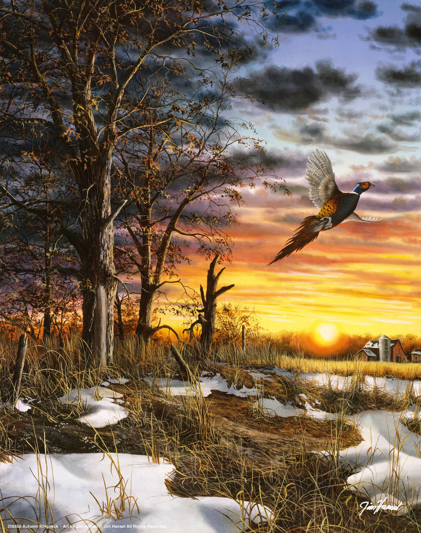 Autumn Ringneck - Art Prints